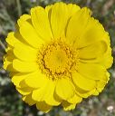 Desert Marigolds in the Supersitions