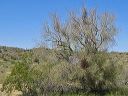 Desert Mistletoe in the Supersitions