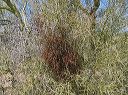 Desert Mistletoe in the Supersitions