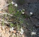 Desert Phlox in the Superstitions