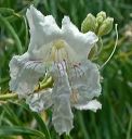 Desert Willow in the Supersitions