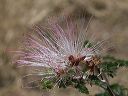 Fairy Duster in the Supersition Wilderness
