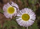 Fleabane in the Superstitions