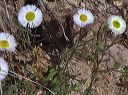 Fleabane in the Superstitions