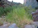 Giant Reed in the Superstitions