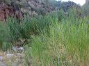 Giant Reed in the Superstitions