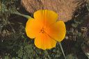 Gold Poppy in Superstitions