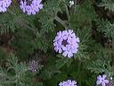 Gooding's Verbena in the Superstitions