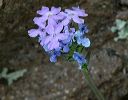 Gooding's Verbena in the Superstitions