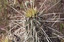 Hedgehog Cactus in the Supersitions