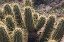 Hedgehog Cactus in the Supersitions