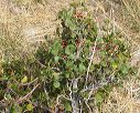 Hollyleaf Buckthorn in the Superstitions