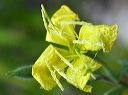 Hooker's Evening Primrose in the Supersitions