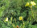 Hooker's Evening Primrose in the Supersitions
