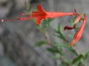 Hummingbird Trumpet in the Superstitions