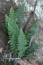 Lindheimer's Lip Fern in the Supersitions
