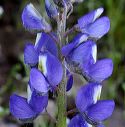 Coulter's Lupine in the Supersitions