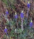 Coulter's Lupine in the Supersitions
