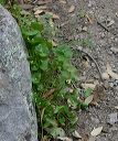 Miner's Lettuce in the Superstitions