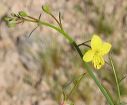 Mustard Evening Primrose in the Supersitions