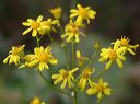 New Mexico Butterweed in the Supersitions