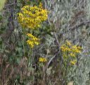 New Mexico Butterweed in the Supersitions
