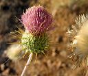 New Mexico Thistle in the Supersitions