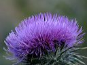 New Mexico Thistle in the Supersitions