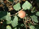 Oak Apple in the Superstitions