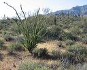 Ocotillo in the Supersitions