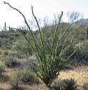 Ocotillo in the Supersitions