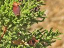 One-Seed Juniper in the Supersitions