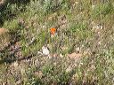 Orange Desert Mariposa in the Supersition Wilderness