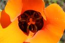 Orange Desert Mariposa in the Supersition Wilderness