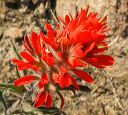 Paintbrush wildflowers in the Superstitions