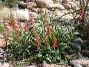 Penstemon in the Superstitions