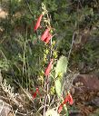 Penstemon in the Superstitions