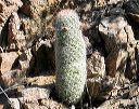 Pincushion Cactus in the Supersitions