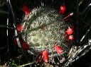 Pincushion Cactus in the Supersitions