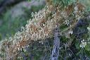 Pretty Dodder in the Superstitions