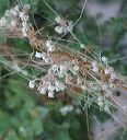 Pretty Dodder in the Superstitions