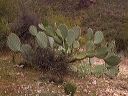 Prickly Pear Cactus in the Supersitions