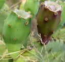 Prickly Pear Cactus in the Supersitions