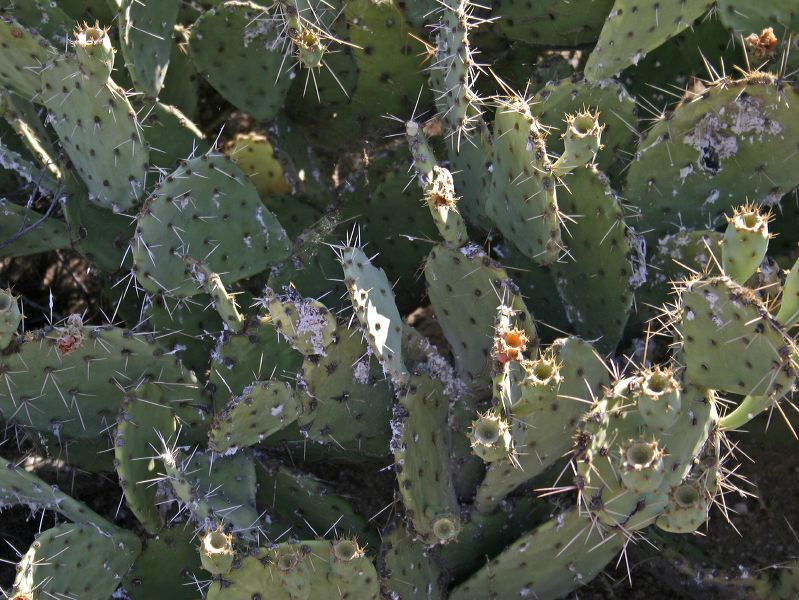 Prickly Pear Cactus in the Superstition Mountain Wilderness