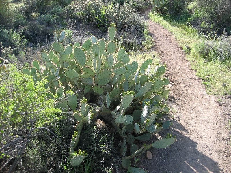 Prickly Pear Cactus in the Superstition Mountain Wilderness