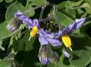 Purple Nightshade in the Superstitions