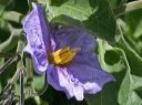 Purple Nightshade in the Superstitions