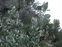 Quinine Bush in the Superstitions