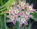 Rambling Milkweed in the Supersitions
