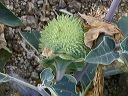 Sacred Datura (Jimson Weed) in the Supersitions